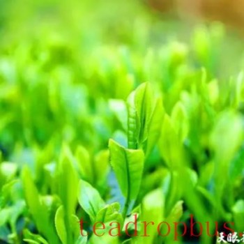 Selling at Higher Prices and Expanding into Better Markets! “Clean Guizhou Tea” Aims for the International Market