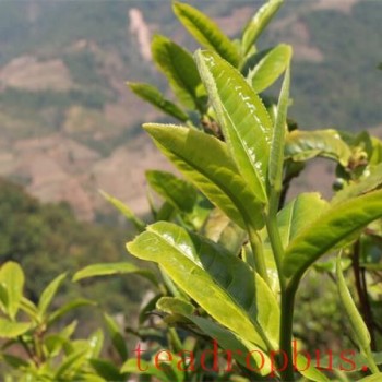 Bangdong Ancient Tree Tea: Which Production Area Does It Belong To?