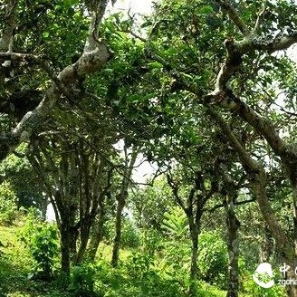 The "Six Flavors and Two Characteristics" Identification Method for Ancient Tree Tea