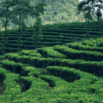 How to Drink Tea for Better Health in Spring? Drinking tea in spring is better than a good prescription.