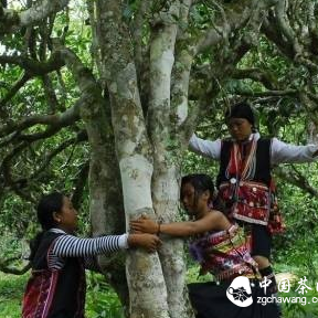 Old Chinese Medicine Practitioner: The Entire Pu'er Tea Tree is a Treasure!