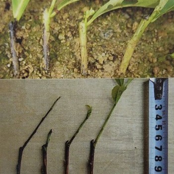 Nursery Management Techniques for Albinistic Tea Seedlings
