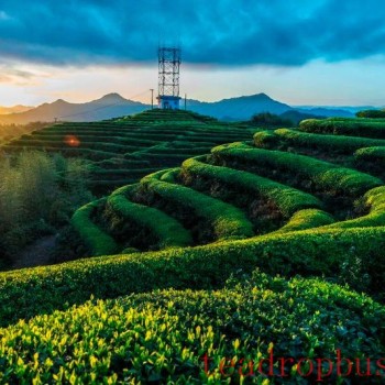 Wenzhou Morning Tea —— Three-Cup Aroma Tea from Taishun