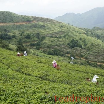 Baiya Qilan (White Bud and Orchid) Tea Roasting Technology