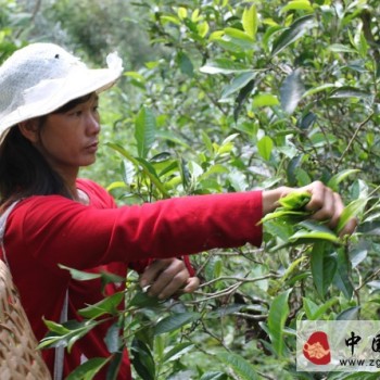Sun-drying, Oven-drying, and Pan-firing