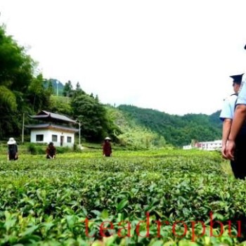Lichuan Maoba Police Station Cultivates Field Policing to Safeguard the Development of Tea Town