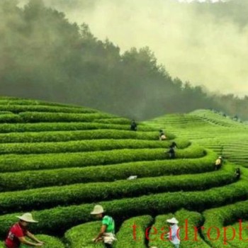 &quot;Paternal Love in the Scent of Tea&quot;