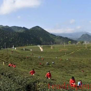 Traditional Chinese Tea-making Skills: Ning Hong Tea