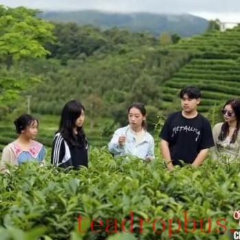 Lao-Chinese Youngsters Study Pu-er Tea Culture in Yunnan