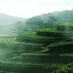 Good tea requires careful brewing