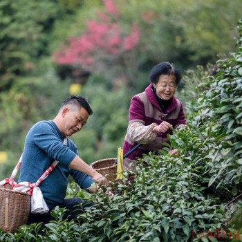 Huangshan Maofeng Tea Price per Pound: Unveiling the Pricing Secrets!