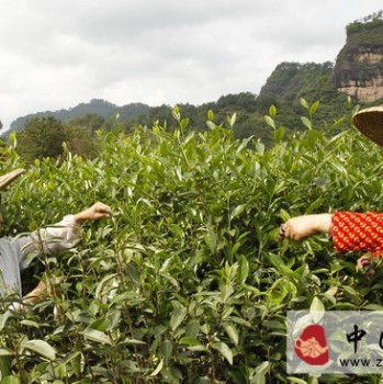 What are the effects of the components in Rock Tea?