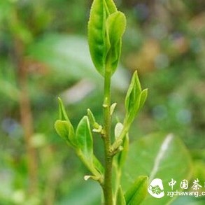 Taiping Huangshan Maofeng: One of China's Top Ten Famous Teas