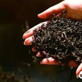 Does Handling Tea Leaves with Bare Hands Accelerate Deterioration?