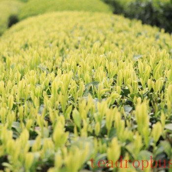 Weekly Tea Knowledge: I Know the Fresh Taste! Let-s Talk About the Whitening and Yellowing of Tea Leaves ①