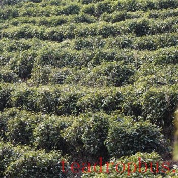 Differences Between Highland and Lowland Tea