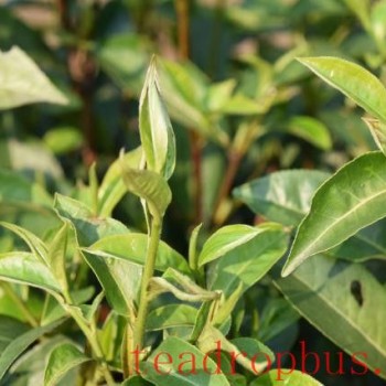 Knowledge Points about Spring Tea, How to Select Spring Tea?