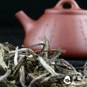 Differences Between New and Aged White Tea