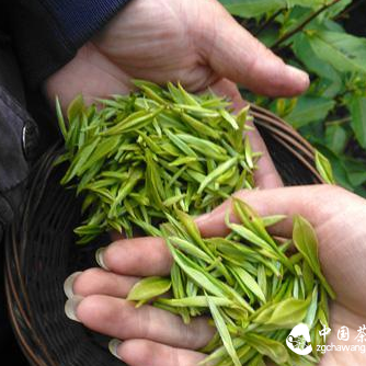 You Won't Believe It Until You See It: The New Tea You Bought Might Not Be Better Than Aged Tea!