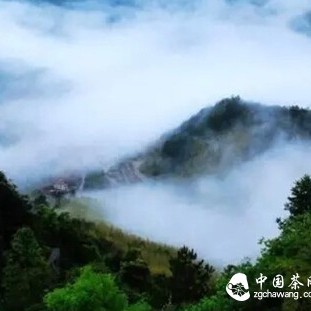 What are the main tea-producing regions?