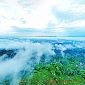 Mengding Ganlu: A Thousand-Year Journey of a Single Tea Leaf