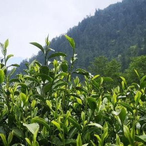 The Aroma of Tea at the Foot of the Himalayas — The Legend of Lebu Tea