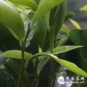 Fenghuang Dancong Tea - Brotherhood Tea