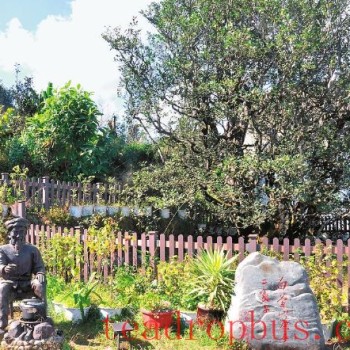 Baiying Mountain Tea Tree Evolution Natural Museum — A Treasure Trove of the World’s Tea Tree Genes