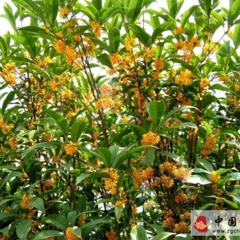 Osmanthus Planting Techniques