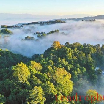 Menghai Nannuoshan Village: Party Leadership Navigates Integrated Development of Tea, Tourism, and Culture —— Aromatic Tea and Shared Prosperity for Villagers