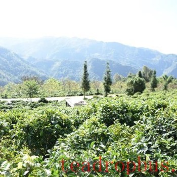 The Four Major Pu-er Tea Production Areas
