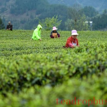 How can fertilization improve the yield, quality, and economic benefits of spring tea?