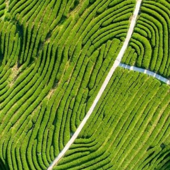 Wu Ming-s Secret Manual: The &quot;Eight-Step Method&quot; to Effortlessly Brew Wuyi Rock Tea for Daily Enjoyment