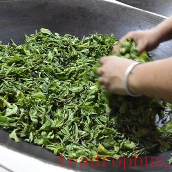 Which Teas Require the Process of Fixation?