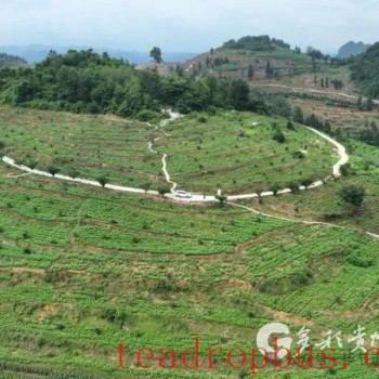 Bijie Agricultural Sciences Academy Creates a Dual Engine for the "Grain and Tea Demonstration Garden"