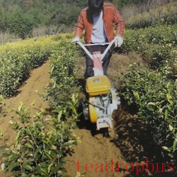 Albino Tea Garden Cultivation and Soil Management Techniques
