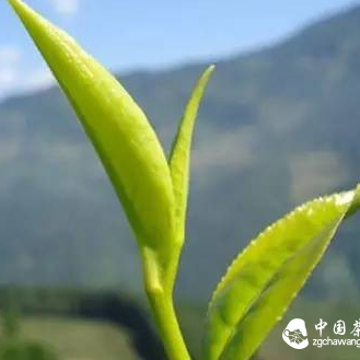 Classic Quotes About Tea