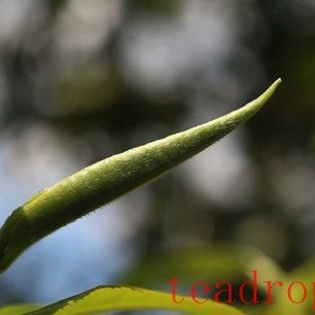 Is Single Tree Really Better Than Mixed Picking? The Answer Is Unexpected