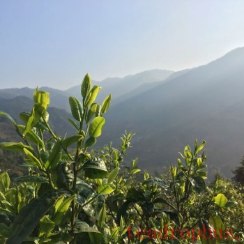Pu-er Tea Production: The Metamorphosis of a Single Leaf