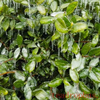 How Should Tea Gardens in Yuhang District Respond After Cold Damage?