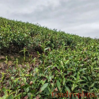 Huzhou City: Tea Production Anti-Typhoon and Disaster Prevention Measures