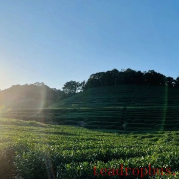 Why Have the Tea Mountains of Hangzhou Become a Popular Hiking Spot for Young People?