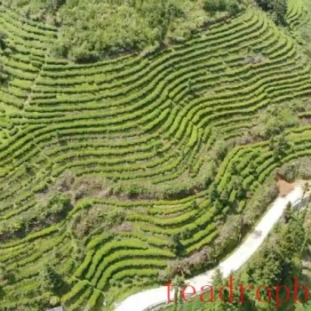 The Chronicles of Tea in Malipo (Part Five): A Tea Leaf-s Monologue—This Fragrant Tea Comes from Malipo
