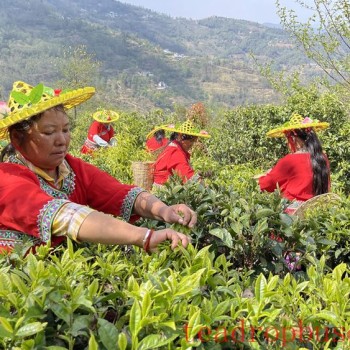 Yunnan Fengqing: There-s an Ancient Tea Called "Jinxiu Tea King"