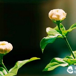 Floral Tea is Beautiful and Fragrant, But Some Flowers Should Not Be Consumed