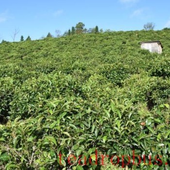 Taste of Zhangjia Third Team-s Tea