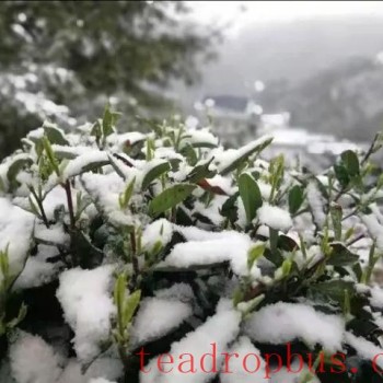 Cold Weather and Snow Management Techniques for Tea Gardens