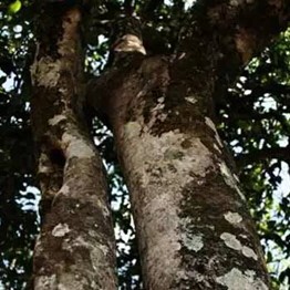 5 Key Indicators You Need to Know About Authentic Ancient Tree Tea!