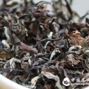 The Best Tea You've Ever Tasted Was Probably Bitten by Insects