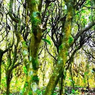 Mojiang Tea: The Taste of Time on the Leaves